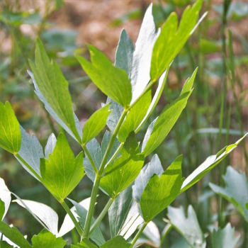 Liebstöckel (Levisticum officinale ) - 100 g
