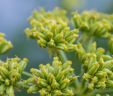 Liebstöckel (Levisticum officinale ) - 100 g