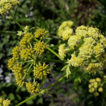 Liebstöckel (Levisticum officinale ) - 100 g