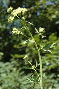 Liebstöckel (Levisticum officinale ) - 100 g