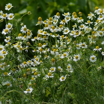Kamille, Echte  (Matricaria recutita) - 100 g