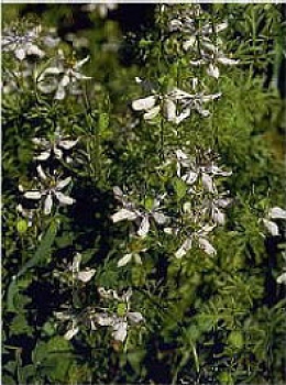 Schwarzkümmel (Nigella sativa ) - 1 kg