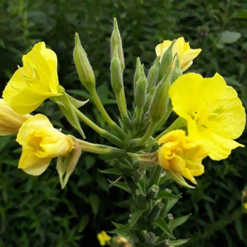 Nachtkerze (Oenothera biennis) - 100 g