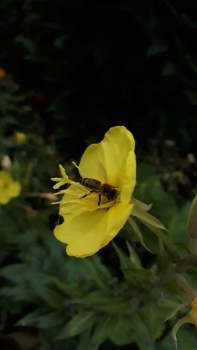 Nachtkerze (Oenothera biennis) - 100 g