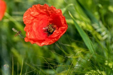 Mohn - Klatschmohn (Papaver rhoeas) - 100 g