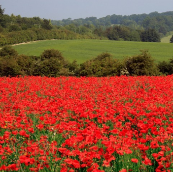 Mohn - Klatschmohn (Papaver rhoeas) - 100 g