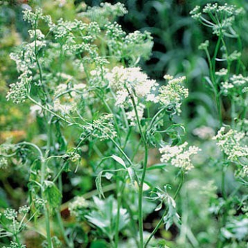 Anis (Pimpinella anisum)  - 500 g