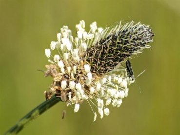 Spitzwegerich (Plantago lanceolata) - 500 g