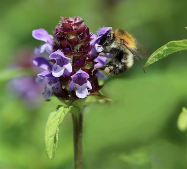 kleine Braunelle (Prunella vulgaris) - 50g