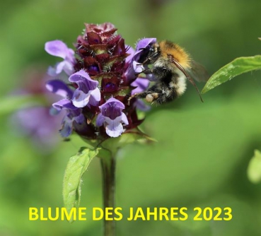 Kleine Braunelle (Prunella vulgaris) - 50 g