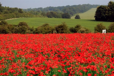 Mohn - Klatschmohn (Papaver rhoeas) - 100 g