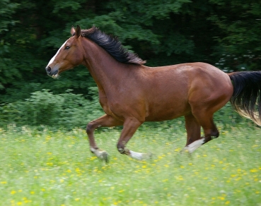 Pferdeweide-Nachsaat (10 kg)