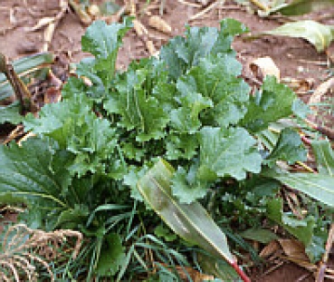 Rübe - Winterrübse (Brassica rapa ssp. oleifera) - 1 kg