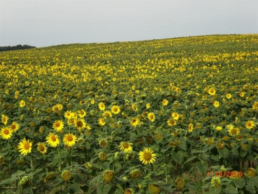 Sonnenblume Iregi (Großteller)  (Helianthus annuus) - 1 kg