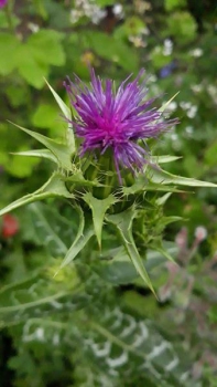 Mariendistel (Silybum marianum) - 1 kg