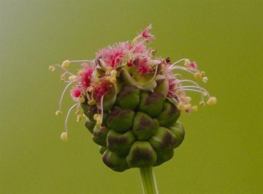 Kleiner Wiesenknopf, Pimpinelle (Sanguisorba minor) - 100g