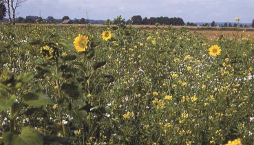 Standardmischung B "Blütenzauber"  (10 kg)