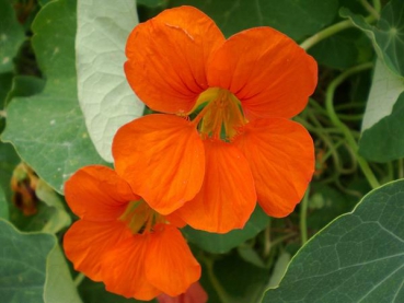 Kapuzinerkresse (Tropaeolum majus ) - 1 kg