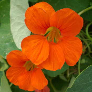 Kapuzinerkresse (Tropaeolum majus ) - 500 g
