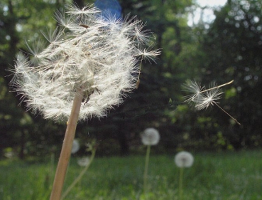 Löwenzahn (Taraxacum officinale) - 500 g