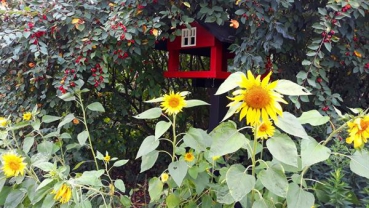 Vogelfutter - Sonnenblumenkerne 10kg