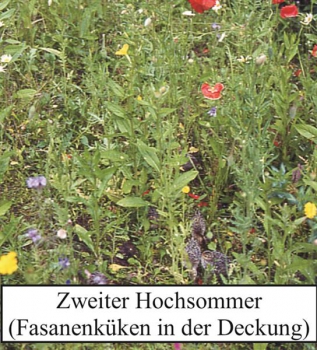 Wildblumen-Kräutermischung "INSEKTENOASE®" - 100g