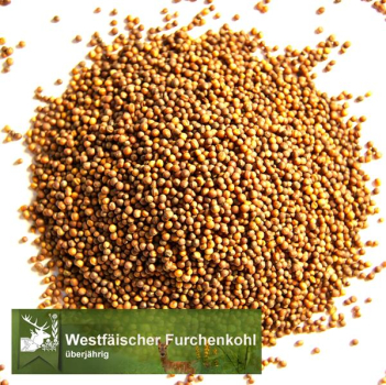 Kohl - Furchenkohl, Westfälischer (Brassica oleracea var. viridis) - 500 Gramm