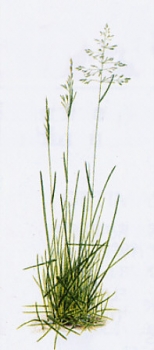 Gras - Wiesenrispe (Poa pratensis) - 1 kg