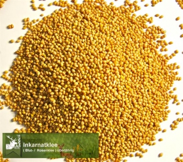 Klee - Inkarnatklee (Trifolium incarnatum) - 1 kg