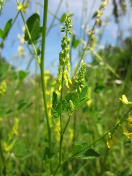 Klee - Bokharaklee, gelber Steinklee  (Melilotus officinalis) - 1kg