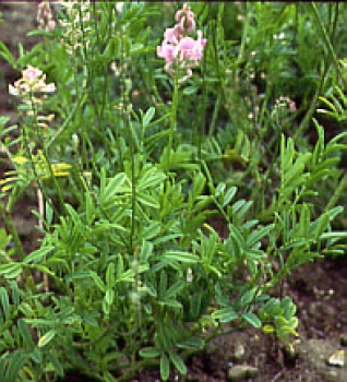 Klee - Esparsette (Onobrychis viciifolia) - 1 kg