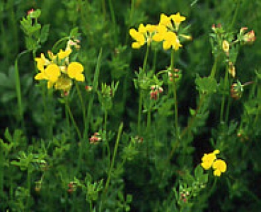 Klee - Hornschotenklee  (Lotus corniculatus) - 1 kg