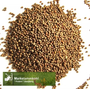 Kohl, Markstammkohl - grüner Angeliter  - 1 kg