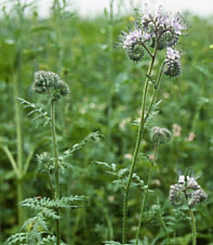 Phacelia (Bienenweide) (Phacelia tanacetifolia Benth.) - 1 kg