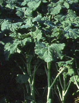 Raps - Futterraps Akela (Brassica napus oleifera) - 1 kg