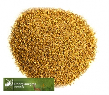 Gras - Rohrglanzgras  (Phalaris arundinacea) - 1 kg
