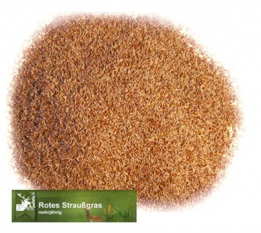 Gras - Rotes Straußgras (Agrostis capillaris)  - 1 kg