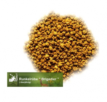 Rübe - Runkelrübe (unpilliert) (Beta vulgaris var. rapa) - 1 kg