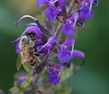 Salbei - Wiesensalbei (Salvia pratensis ) - 100 g