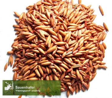 Hafer - Sauenhafer / Gelbhafer / Sommerhafer (Avena sativa) - 1 kg