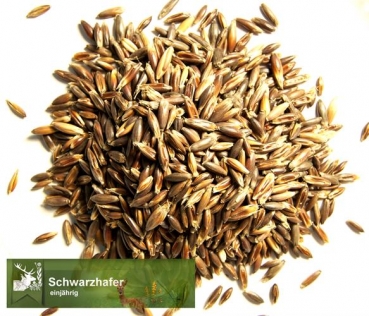 Hafer - Schwarzhafer  (Avena sativa) - 1 kg