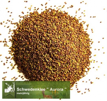 Klee - Schwedenklee (Honigklee)  (Trifolium hybridum) - 1 kg