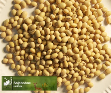 Bohne - Sojabohne Glycine max - 1 kg