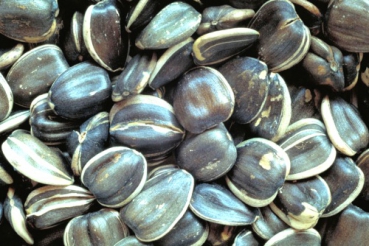 Vogelfutter - Sonnenblumenkerne 10kg