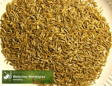 Gras - Welsches Weidelgras (Lolium multiflorum) - 1 kg