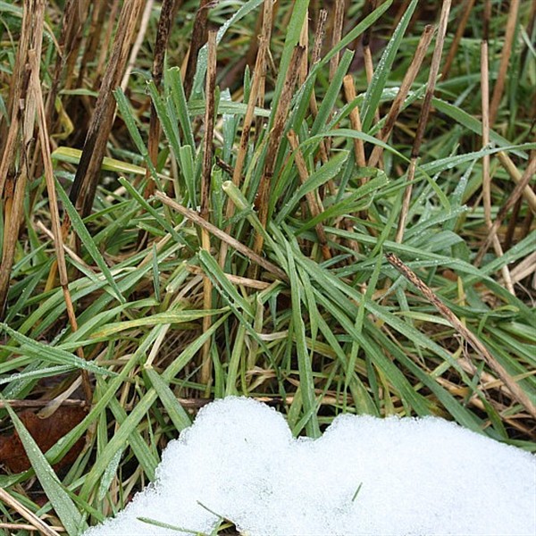 knstliche tannenbume mit schnee Knstlicher Weihnachtsbaum