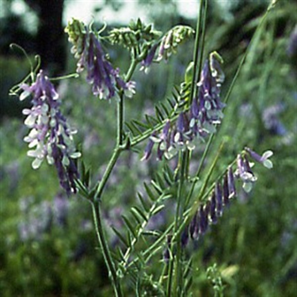 Wicke - Winterwicke, Zottige Wicke (Vicia villosa) - 1 kg