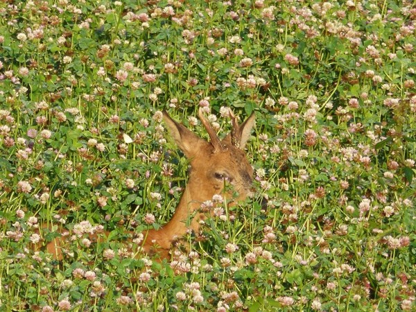 Wildacker://Saatgut Samen- Shop Topinambur Wildblumensaat Wildkrutersaat  Wildtierfutter Rasensaat Bienenmischung Niedersachsen Bayern Mecklenburg  Danmark Austria Germany - Waldwiesen-Kleemischung