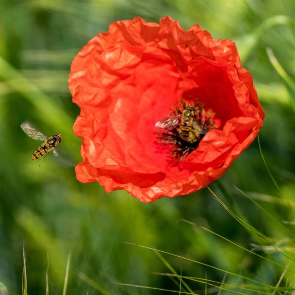 Mohn - Klatschmohn (Papaver rhoeas) - 500 g