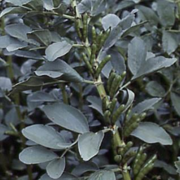 Bohne - Ackerbohne Vicia faba - 1kg